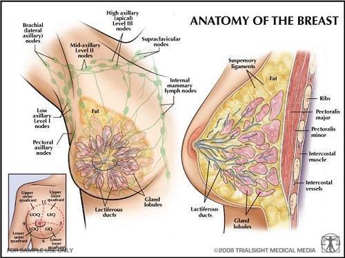 Anatomy and physiology of the breast